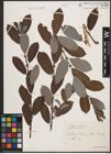 Foto von Salix cinerea L.